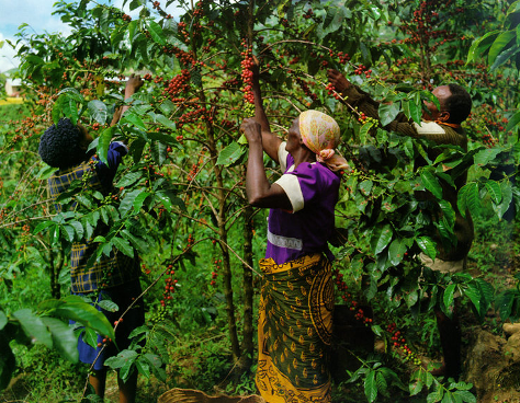 picking arabica coffee cherries