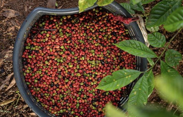 Organic Honduras - 250g - Image 4