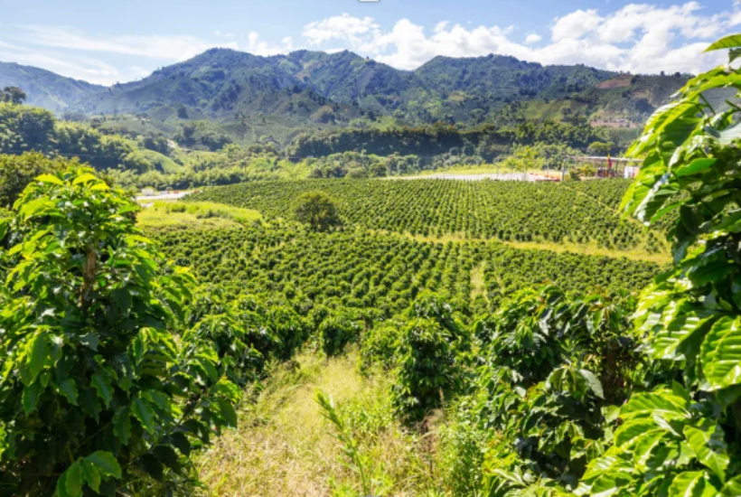 Specialty & Microlot Coffee Field