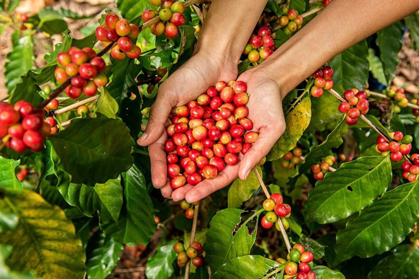 Vietnam Arabica Gr 1- 250g - Image 4
