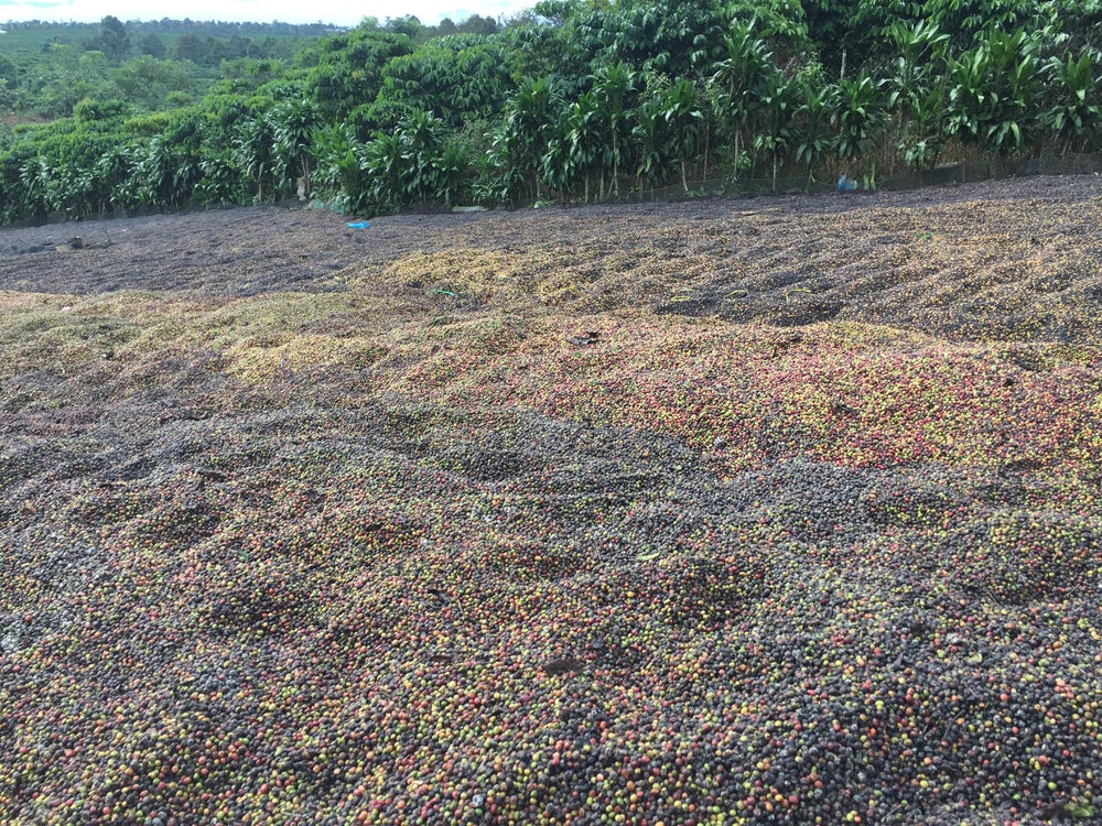 Vietnam Arabica Gr 1- 250g - Image 6