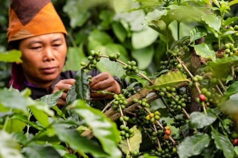 Specialty & Microlots (1)